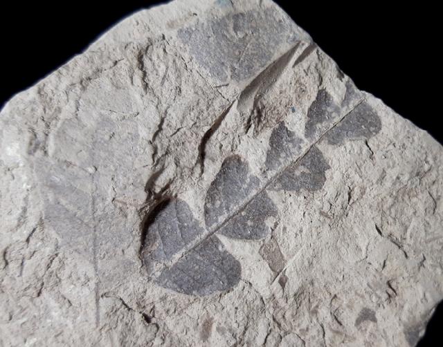 Comptonia acutiloba BRONGNIART 1828 - Bild © FossNet FossilienStore